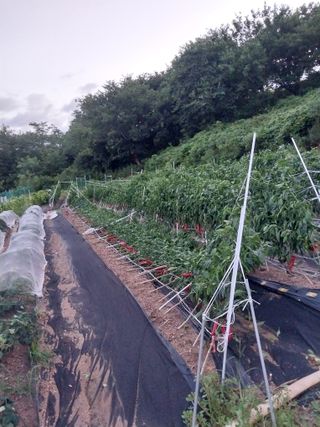 해안로님의 고추 · 자연재해•동물피해 작성글 사진