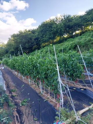 해안로님의 고추 · 자연재해•동물피해 작성글 사진