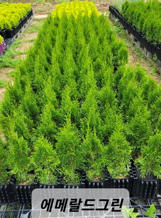 이선미님의 8월 내 작물 자랑하기 · 참여글 작성글 사진