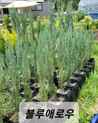 이선미님의 8월 내 작물 자랑하기 · 참여글 작성글 사진