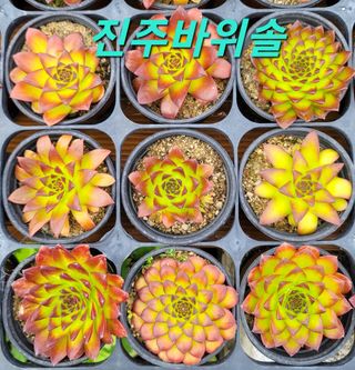 이선미님의 8월 내 작물 자랑하기 · 참여글 작성글 사진