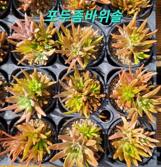 이선미님의 8월 내 작물 자랑하기 · 참여글 작성글 사진