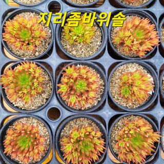 이선미님의 8월 내 작물 자랑하기 · 참여글 작성글 사진