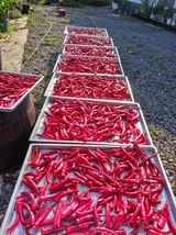 팜모닝 고추·수확 게시글 이미지