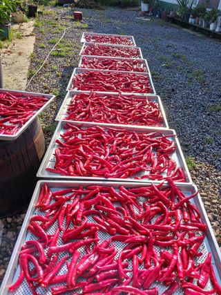 덕촌님의 고추 · 수확 작성글 사진