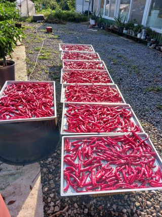 덕촌님의 고추 · 수확 작성글 사진