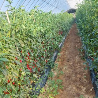 강원도 횡성군님의 고추 · 수확 작성글 사진