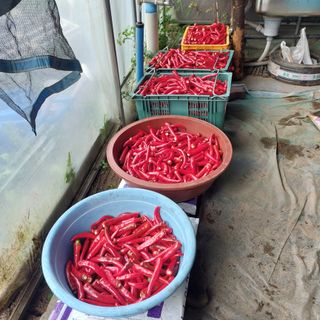 강원도 횡성군님의 고추 · 수확 작성글 사진