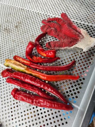 maista님의 고추 · 병해충상담 작성글 사진