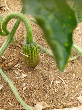 허나두울셋님의 기타작물 · 병해충상담 작성글 사진