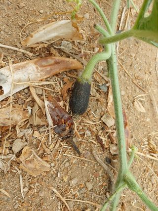 허나두울셋님의 기타작물 · 병해충상담 작성글 사진