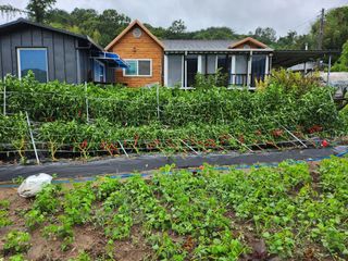 배주원님의 고추 · 자연재해•동물피해 작성글 사진