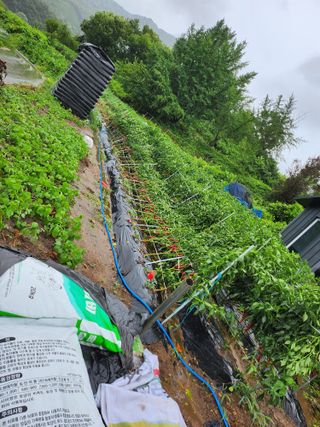 배주원님의 고추 · 자연재해•동물피해 작성글 사진