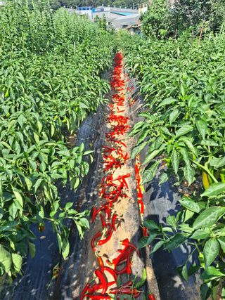 나누고싶어서님의 8월 내 작물 자랑하기 · 참여글 작성글 사진