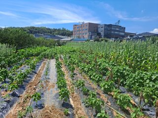 나누고싶어서님의 8월 내 작물 자랑하기 · 참여글 작성글 사진