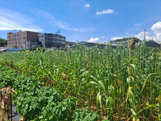 나누고싶어서님의 8월 내 작물 자랑하기 · 참여글 작성글 사진