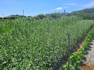 나누고싶어서님의 8월 내 작물 자랑하기 · 참여글 작성글 사진