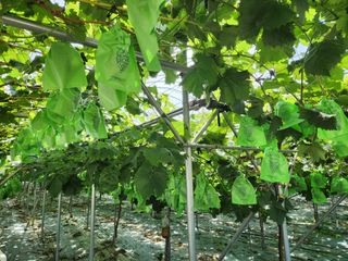 터골농장님의 8월 내 작물 자랑하기 · 참여글 작성글 사진