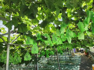 터골농장님의 8월 내 작물 자랑하기 · 참여글 작성글 사진