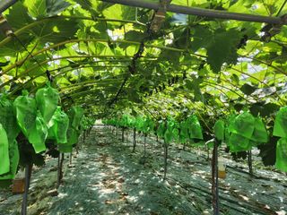 터골농장님의 8월 내 작물 자랑하기 · 참여글 작성글 사진