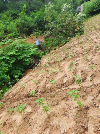 김서운님의 8월 내 작물 자랑하기 · 참여글 작성글 사진