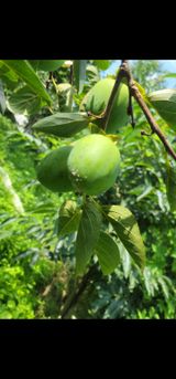 팜모닝 감·병해충상담 게시글 이미지