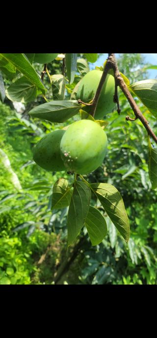 하는 일마다 대박!님의 감 · 병해충상담 작성글 사진