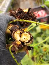 팜모닝 딸기·병해충상담 게시글 이미지