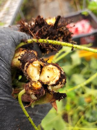 장운옥님의 딸기 · 병해충상담 작성글 사진