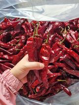 팜모닝 고추·수확 게시글 이미지