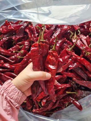 아이농장님의 고추 · 수확 작성글 사진