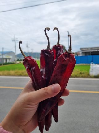 아이농장님의 고추 · 수확 작성글 사진