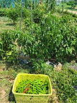 팜모닝 고추·수확 게시글 이미지