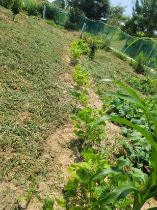 하는 일마다 대박!님의 고추 · 수확 작성글 사진