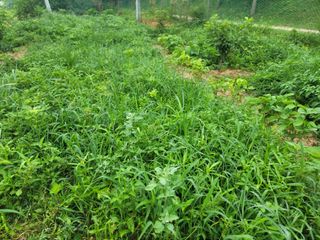 하는 일마다 대박!님의 고추 · 수확 작성글 사진