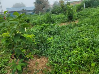 하는 일마다 대박!님의 고추 · 수확 작성글 사진