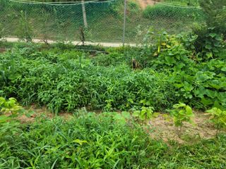 하는 일마다 대박!님의 고추 · 수확 작성글 사진