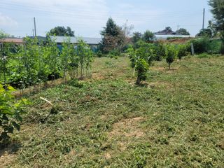 하는 일마다 대박!님의 고추 · 수확 작성글 사진