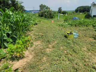 하는 일마다 대박!님의 고추 · 수확 작성글 사진