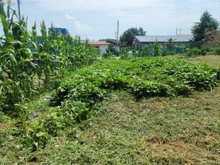 하는 일마다 대박!님의 고추 · 수확 작성글 사진