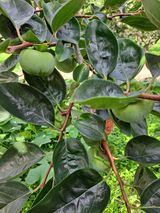 팜모닝 8월 내 작물 자랑하기·참여글 게시글 이미지