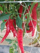 팜모닝 태풍 정보 공유해요·참여글 게시글 이미지