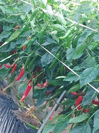 숲속의사나이님의 태풍 정보 공유해요 · 참여글 작성글 사진