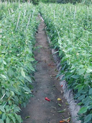 숲속의사나이님의 태풍 정보 공유해요 · 참여글 작성글 사진