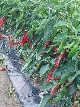 숲속의사나이님의 태풍 정보 공유해요 · 참여글 작성글 사진