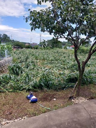 복숭아12094님의 태풍 정보 공유해요 · 참여글 작성글 사진