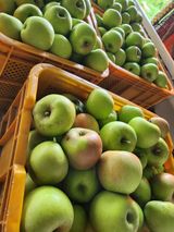 팜모닝 사과·수확 게시글 이미지