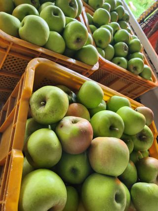 김용찬님의 사과 · 수확 작성글 사진