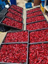 팜모닝 고추·저장•가공 게시글 이미지