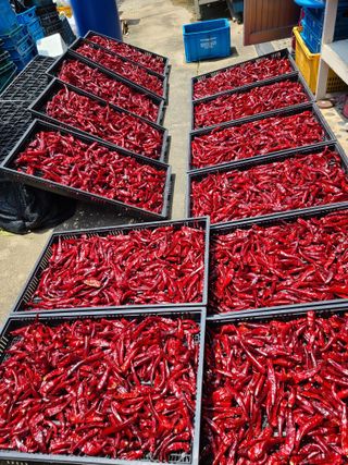 노고단님의 고추 · 저장•가공 작성글 사진